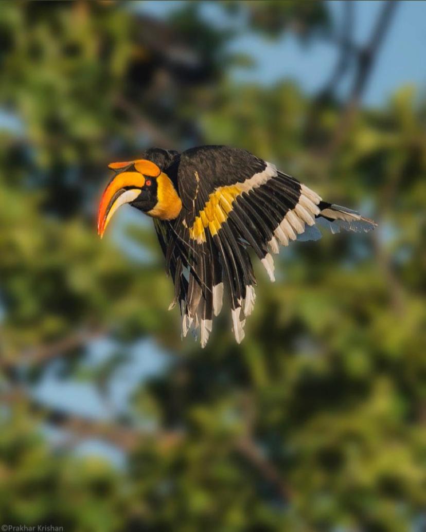 ホテル The Postcard Hideaway, Netravali Wildlife Sanctuary, Goa Vichondrem エクステリア 写真