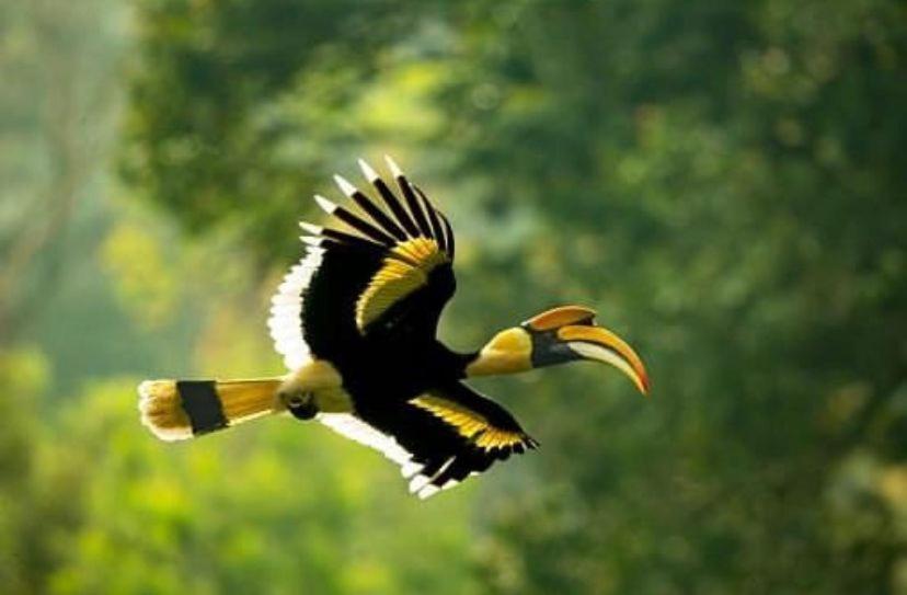 ホテル The Postcard Hideaway, Netravali Wildlife Sanctuary, Goa Vichondrem エクステリア 写真
